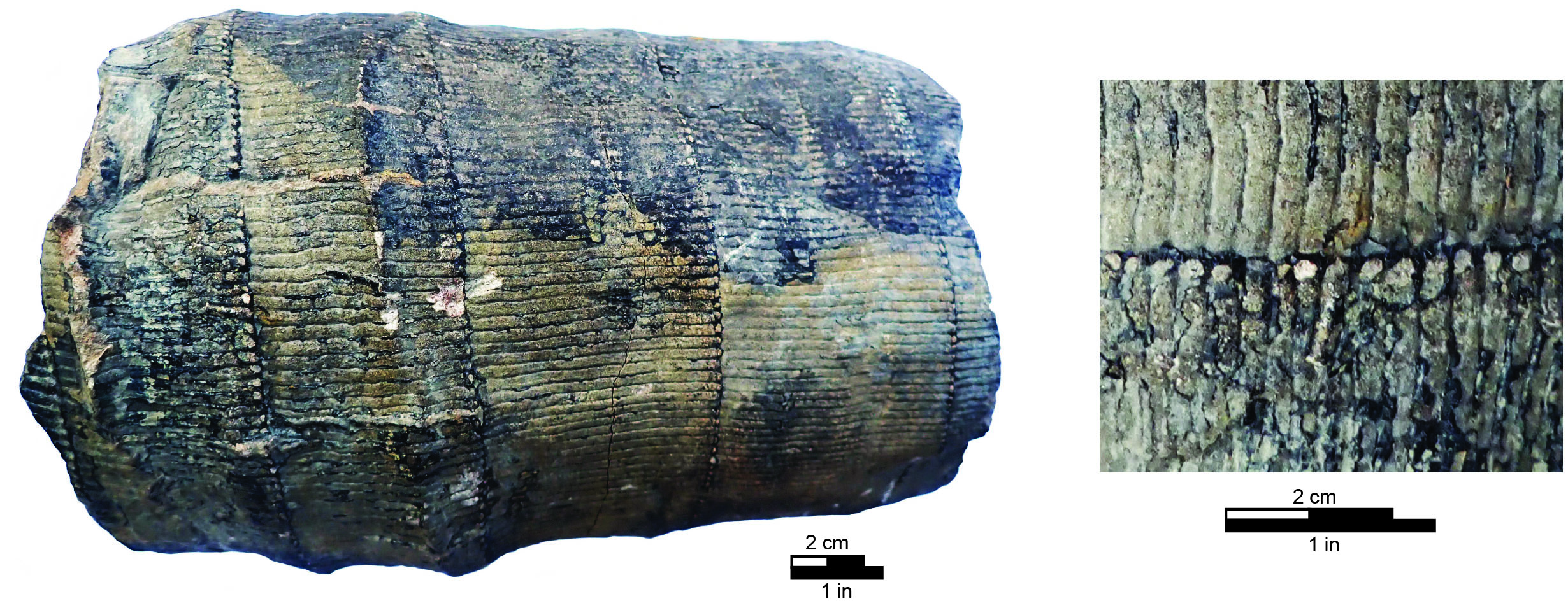 Calamites